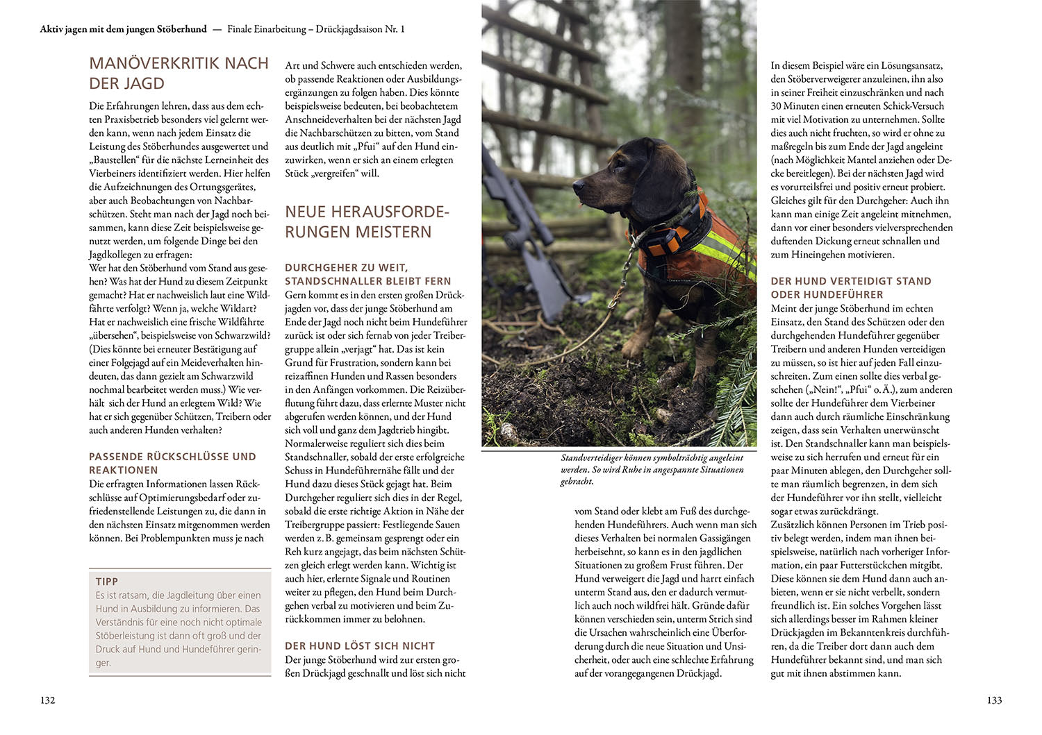 Jagen mit Stöberhunden