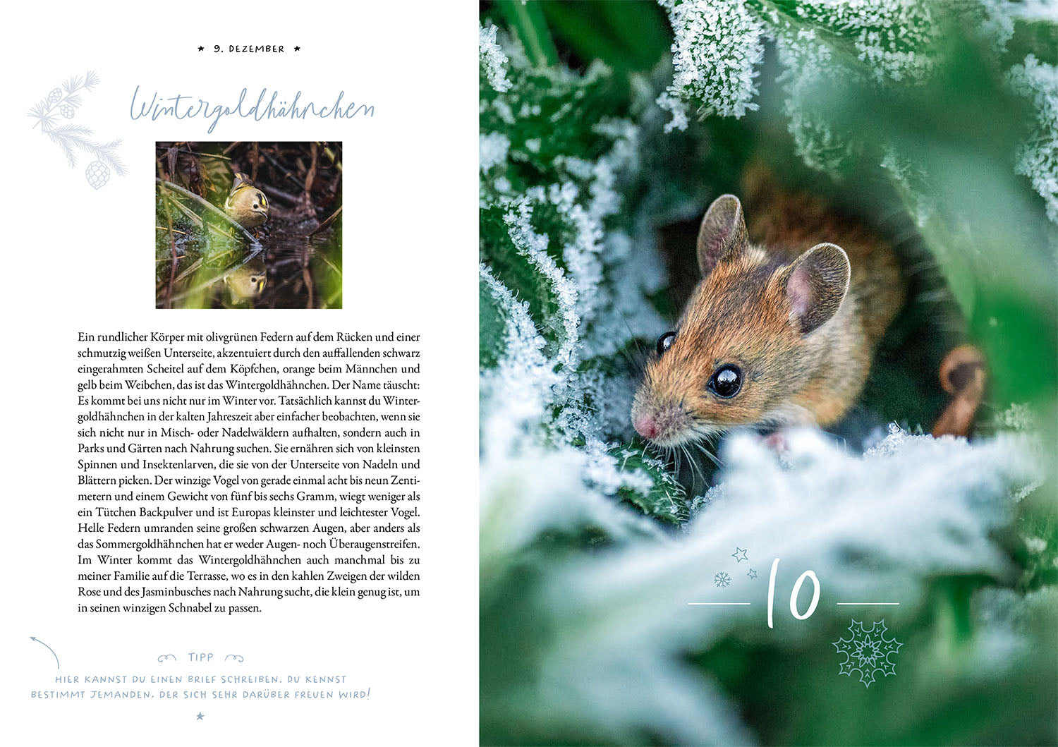 Winter Moments in Nature – der Adventskalender