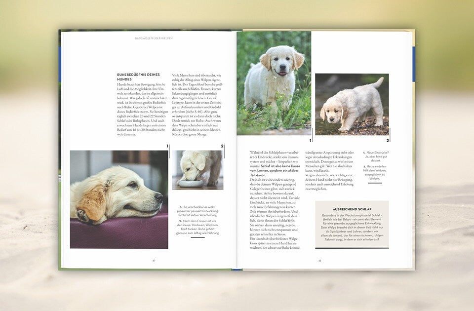Die wichtigsten Welpen-Basics