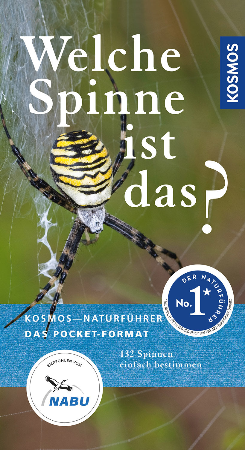What spider is this?