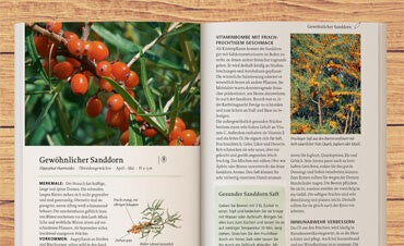 Wildkräuter erobern die Küche
