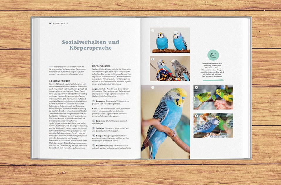 Sozialverhalten von Wellensittichen