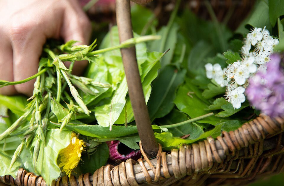 Wildpflanzen & Fermentation: Das perfekte Duo!