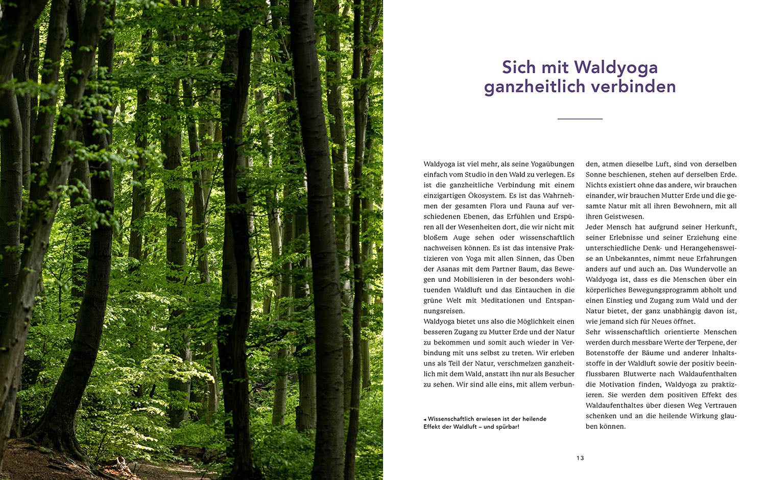 Waldyoga an Orten der Kraft