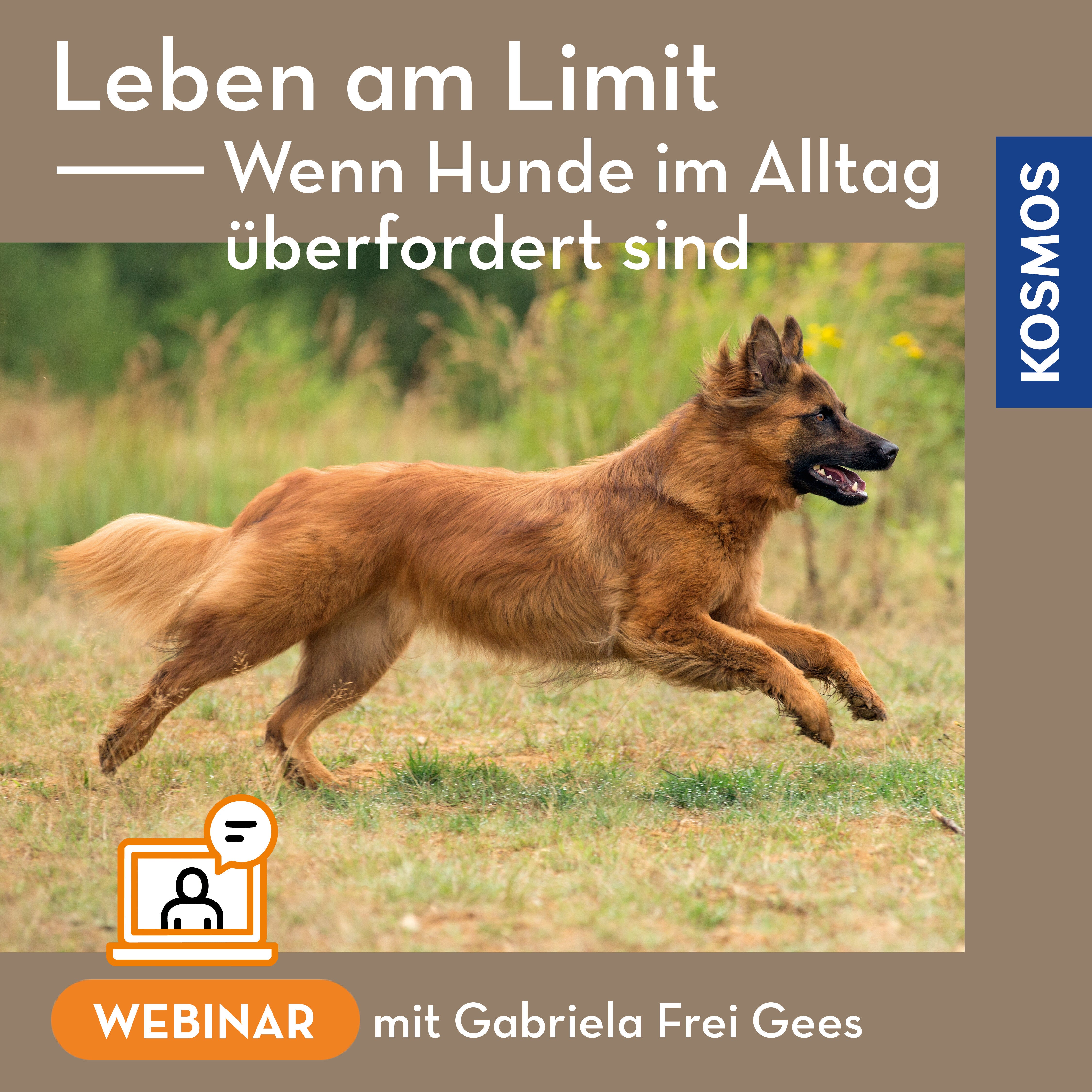 Leben am Limit – Wenn Hunde im Alltag permanent überfordert sind