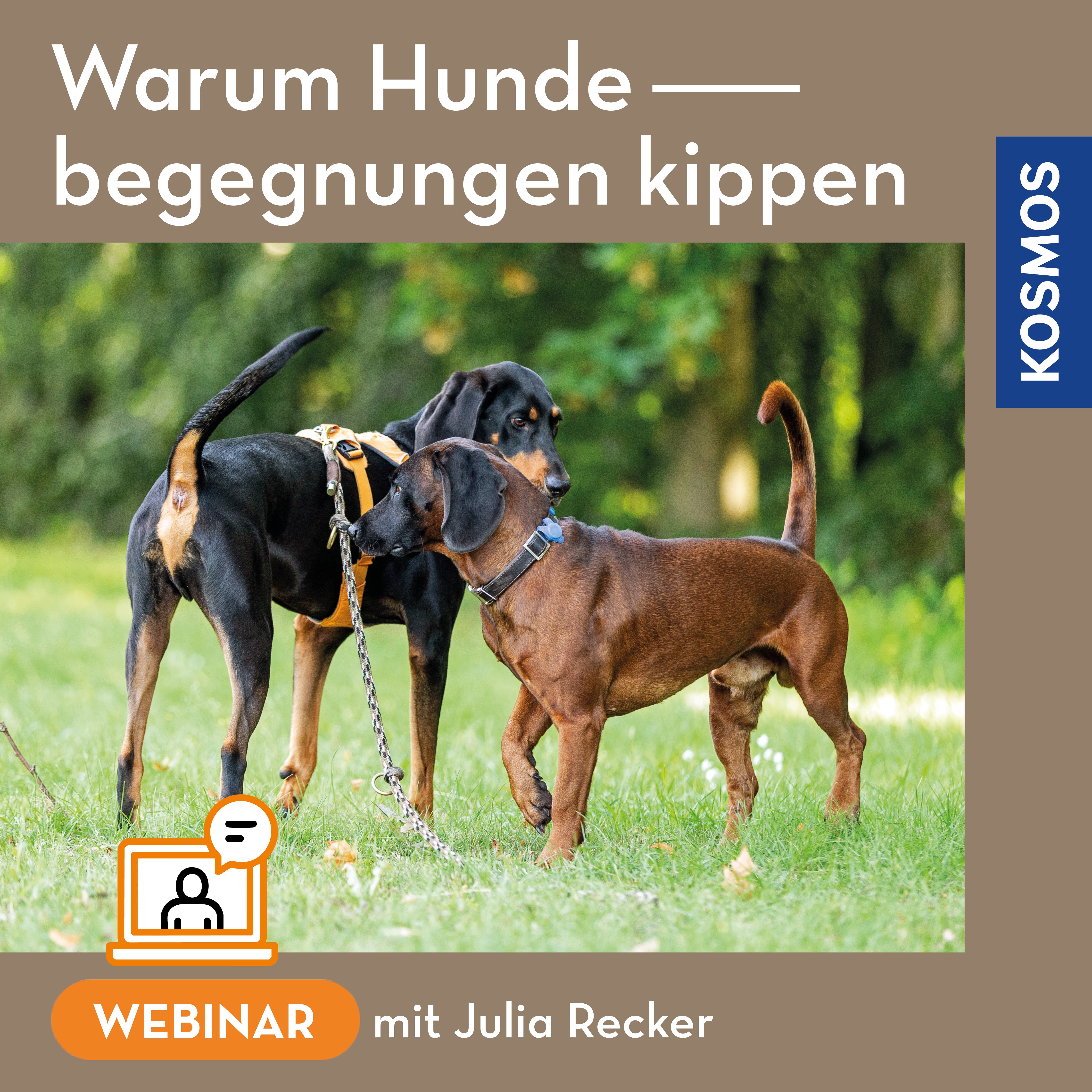 Warum Hundebegegnungen kippen