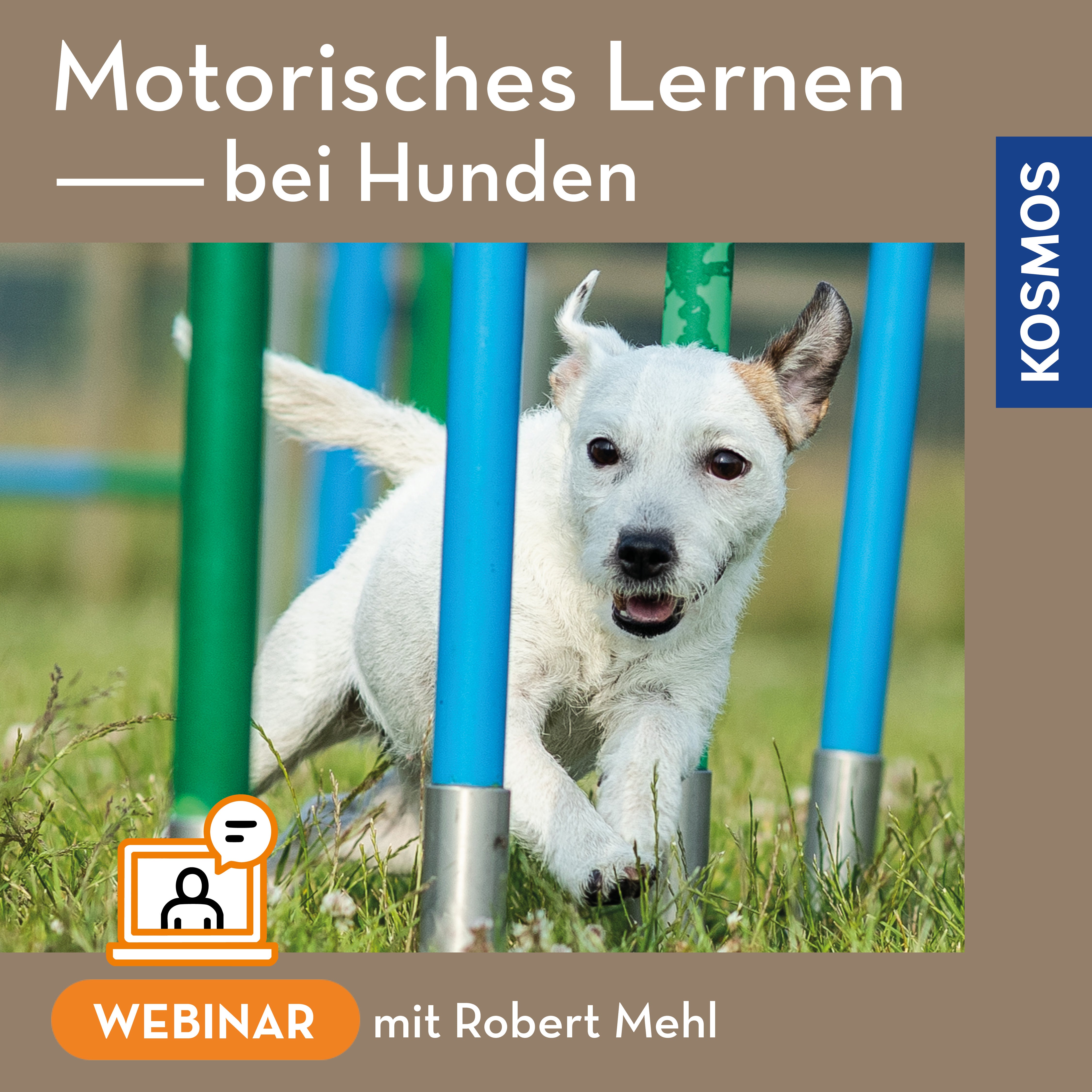 Motorisches Lernen bei Hunden