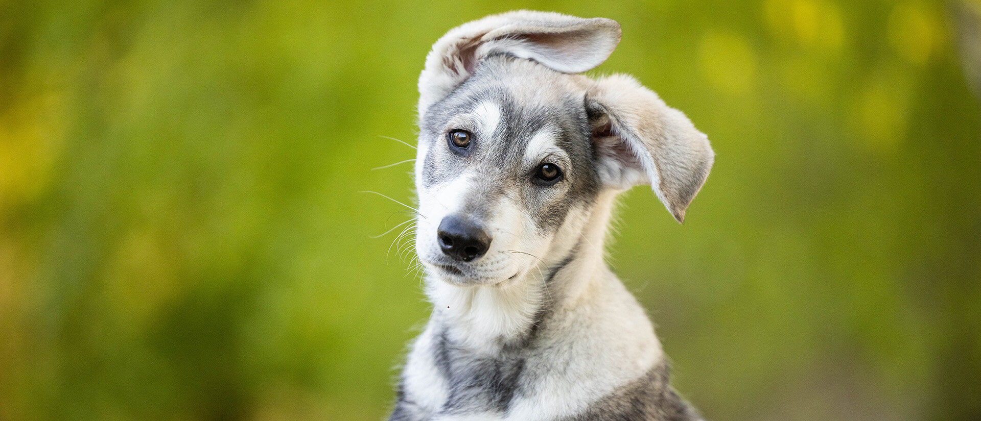 Welpen-Erziehung – Onlinekurs mit Hundetrainerin Mel Koring Banner