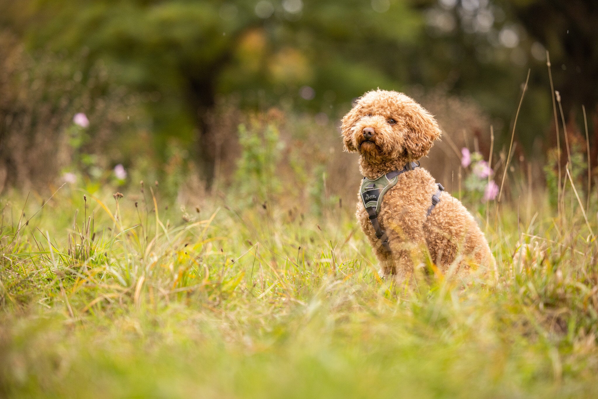 Die 10 Kompetenzen für Hunde: Bindung, Intelligenz und Gelassenheit fördern Banner