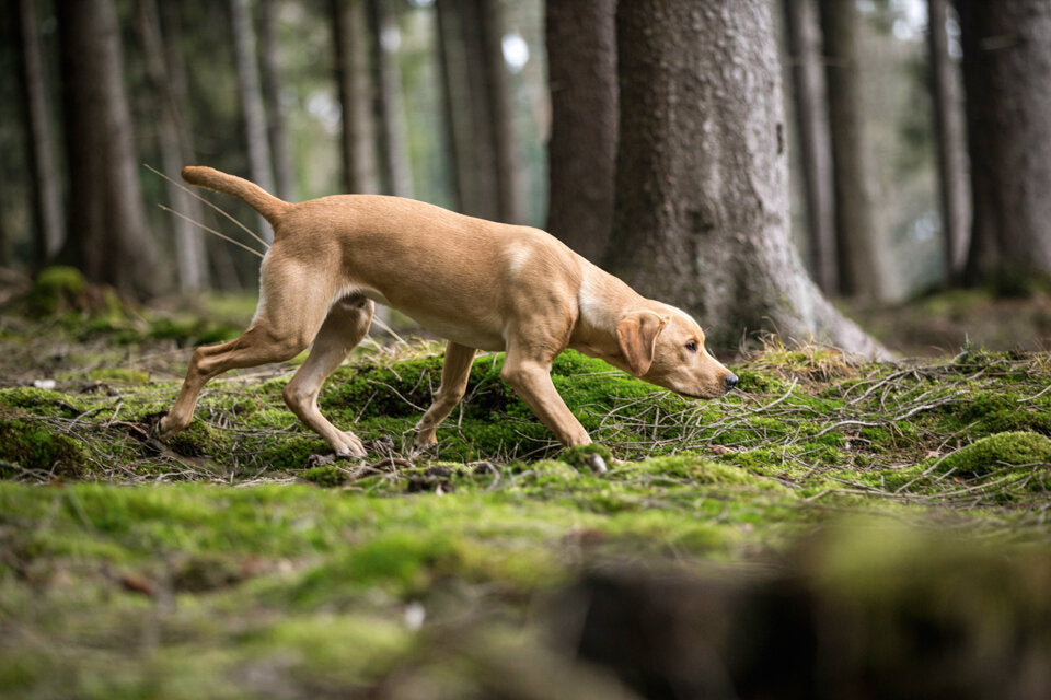 Wie erfahre ich, wo ich den Hund frei laufenlassen kann?