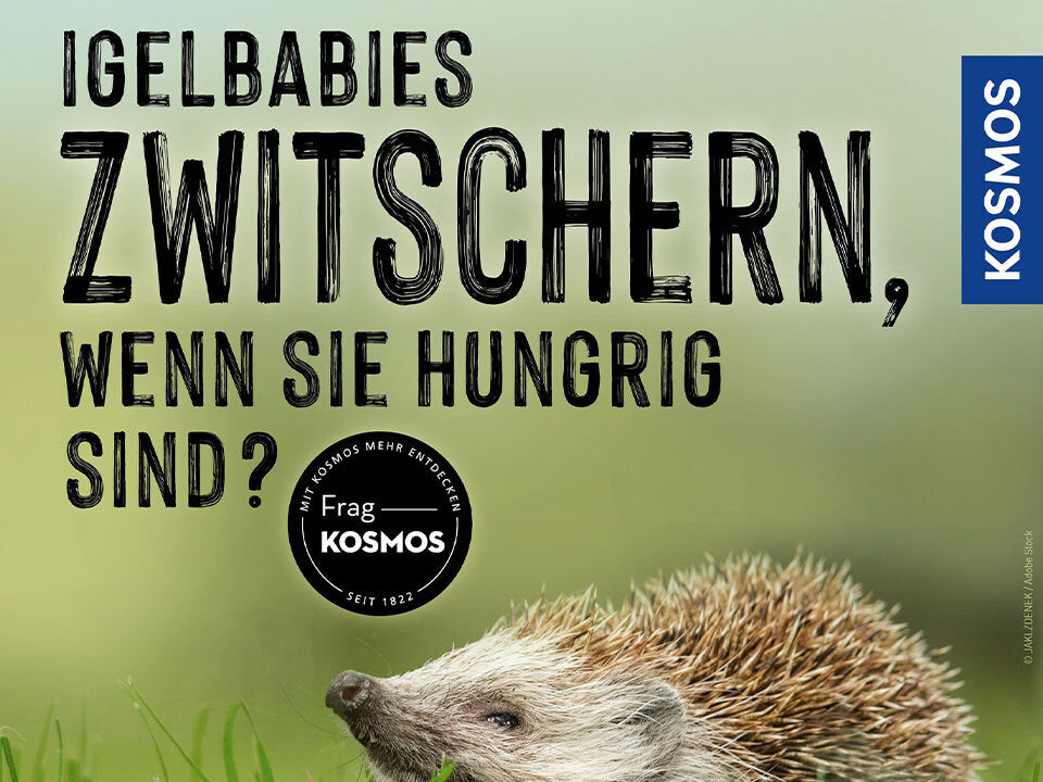 Igelbabies zwitschern, wenn sie hungrig sind?