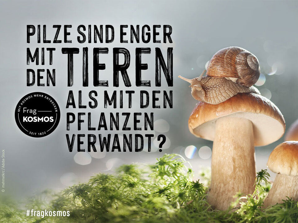 Pilze sind enger mit den Tieren als mit den Pflanzen verwandt?