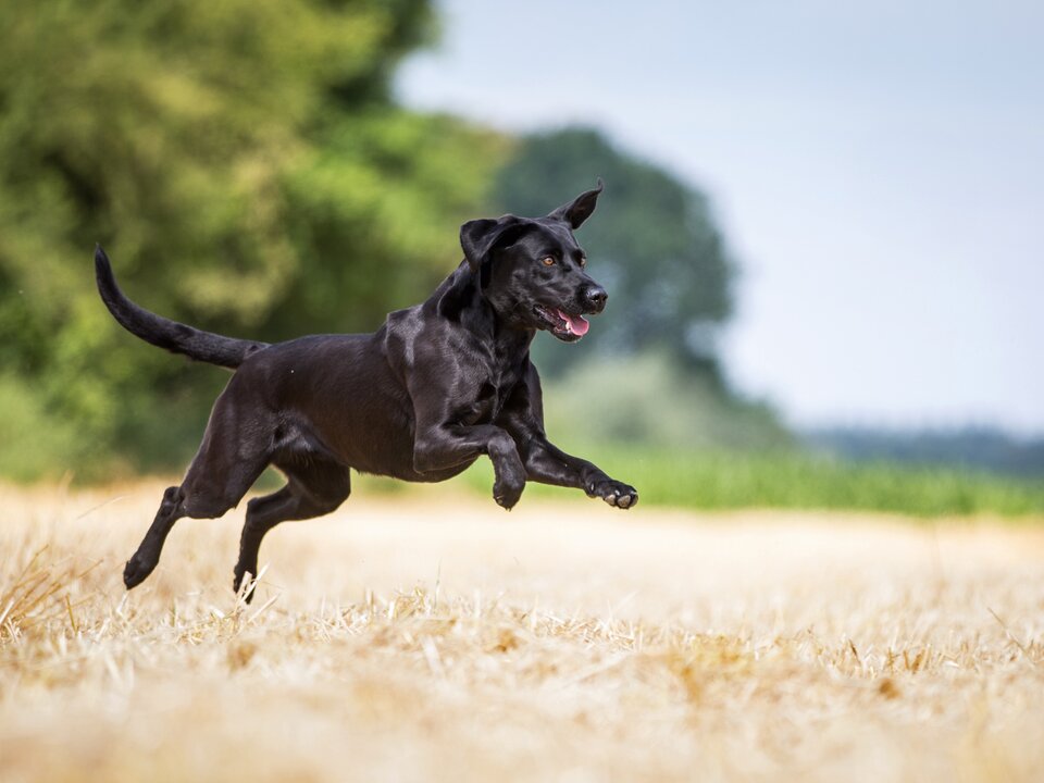 Lerne deinen Hund verstehen!