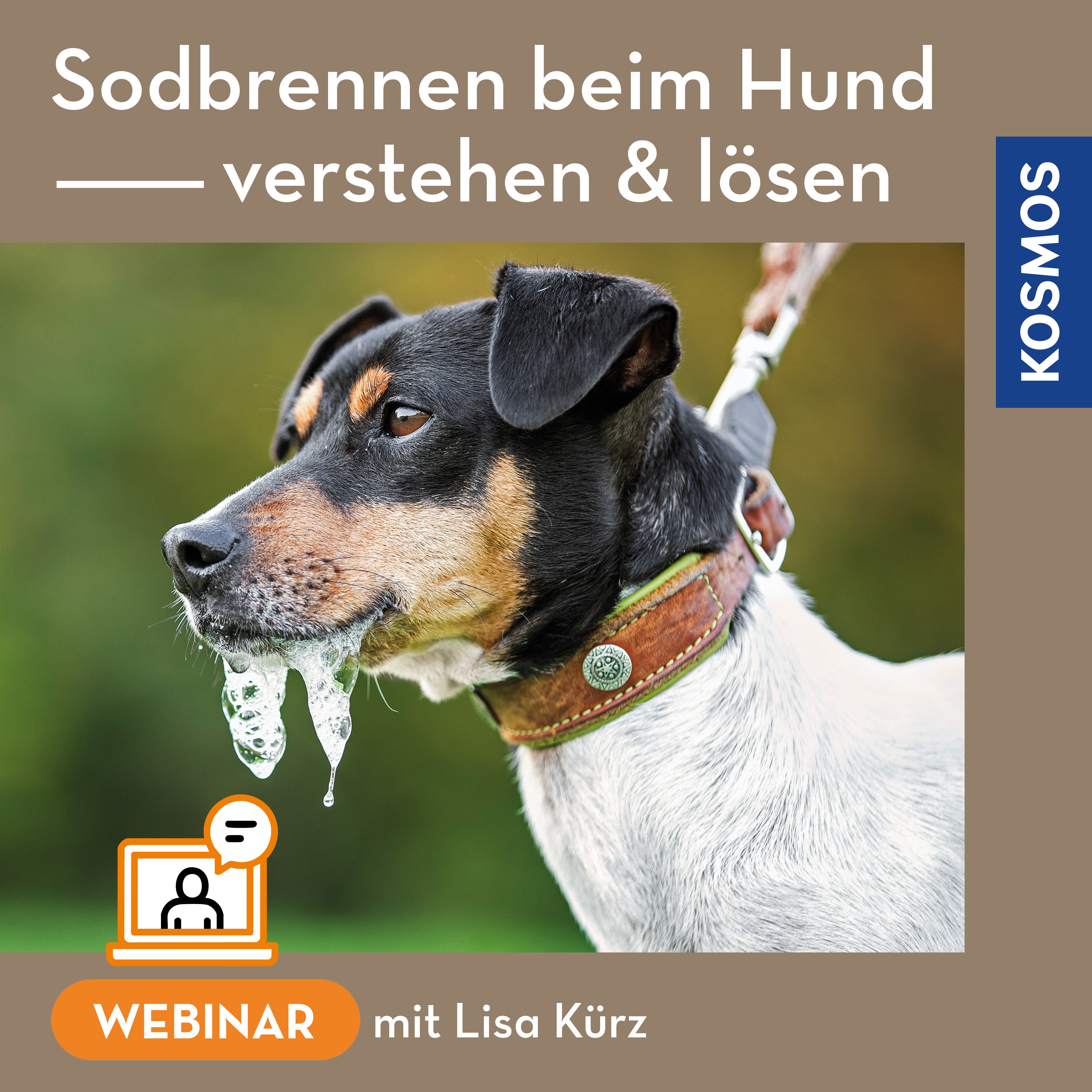 Sodbrennen beim Hund verstehen und nachhaltig lösen