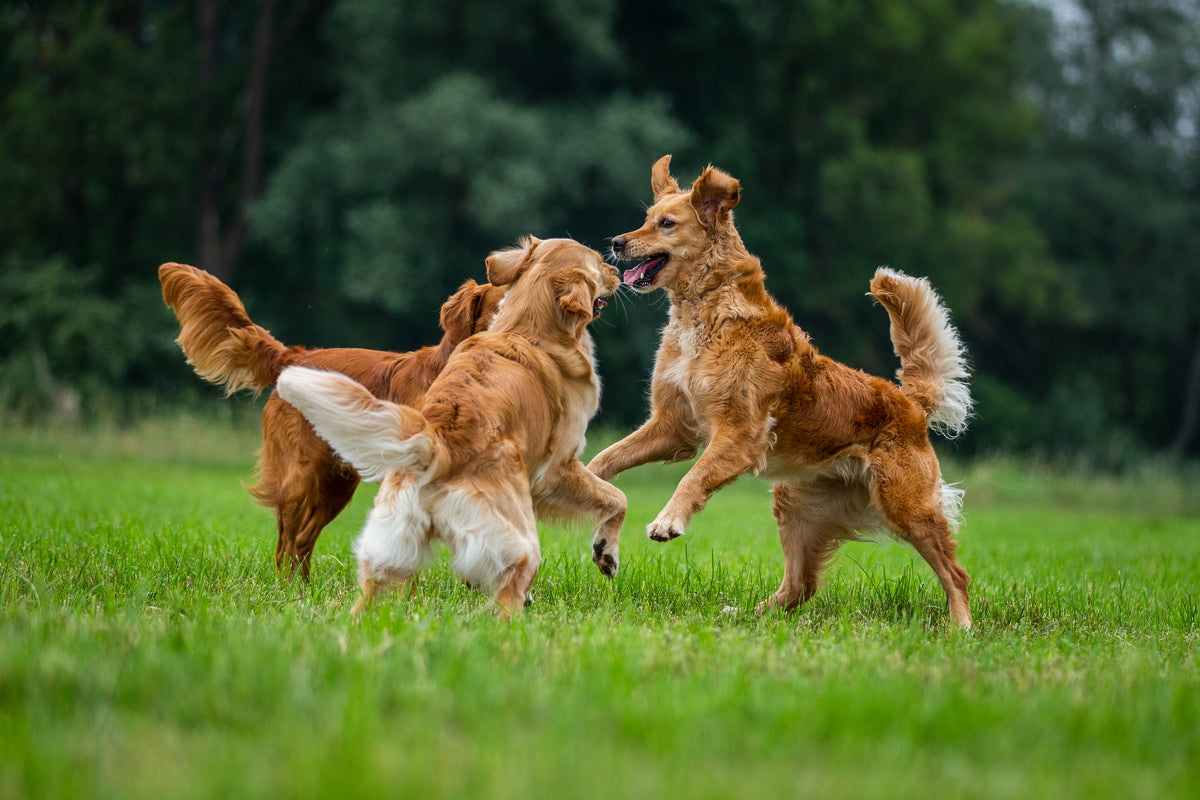 Drei braune Hunde auf einer Wiese beim spielen - (c) Anna Auerbach - Hunde lesen lernen