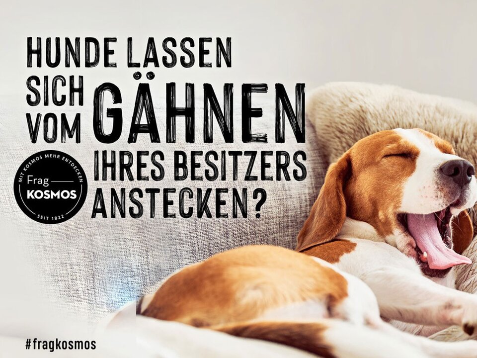 Hunde lassen sich vom Gähnen ihres Besitzers anstecken?