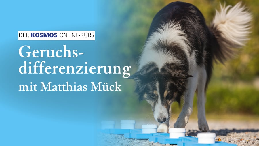 Geruchsdifferenzierung 