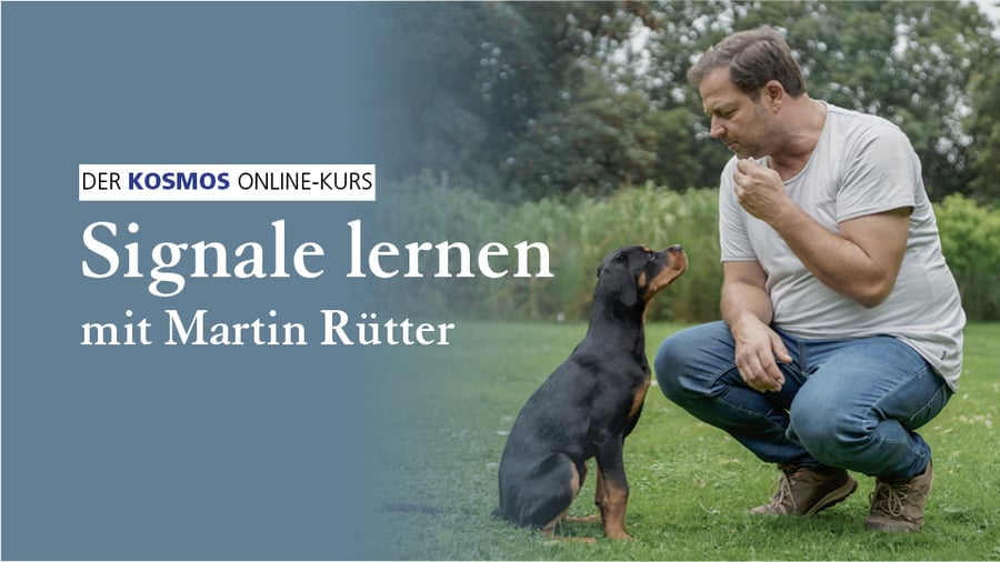 Signale lernen mit Martin Rütter
