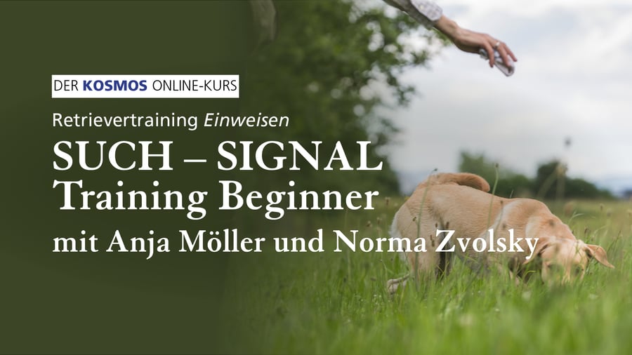 Retrievertraining EINWEISEN | Such-Signal Training Beginner