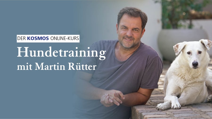 Hundetraining mit Martin Rütter
