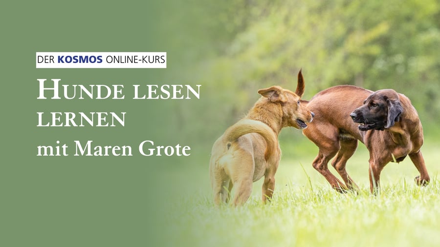 Onlinekurs Hunde lesen lernen – Körpersprache beim Hund deuten