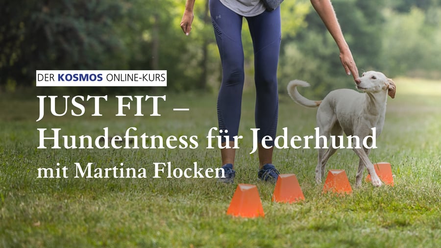 Just fit – Hundefitness für Jederhund