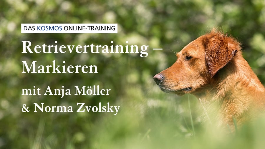 Retrievertraining Markieren