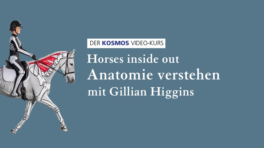 Video-Kurs Anatomie verstehen – Horses inside out mit Gillian Higgins
