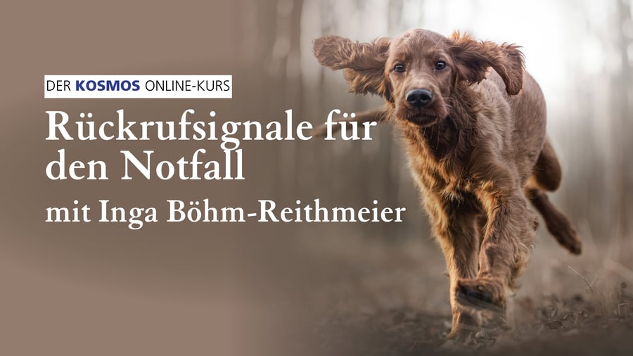 Rückrufsignale für den Notfall