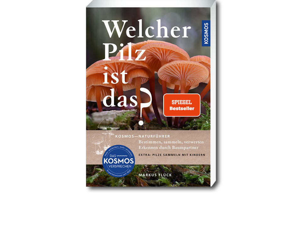 Welcher Pilz ist das? Banner