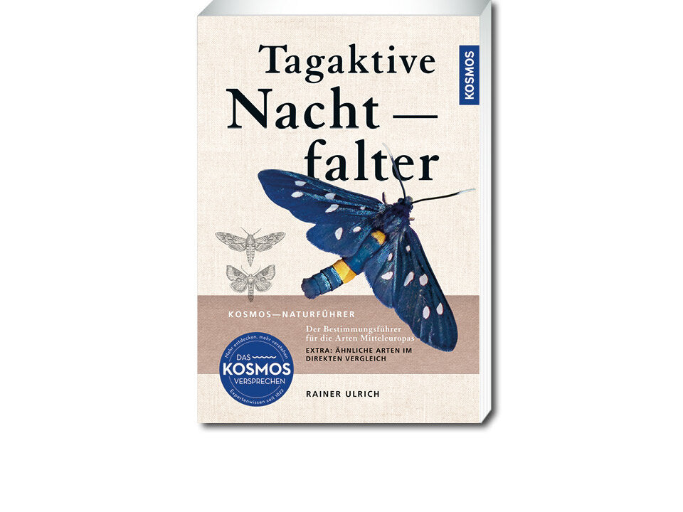 Tagaktive Nachtfalter Banner