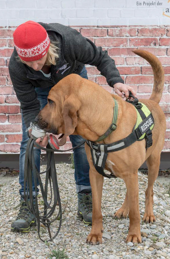 Mental Phase Part 1: How can I toughen up my dog so that missions make him stronger?