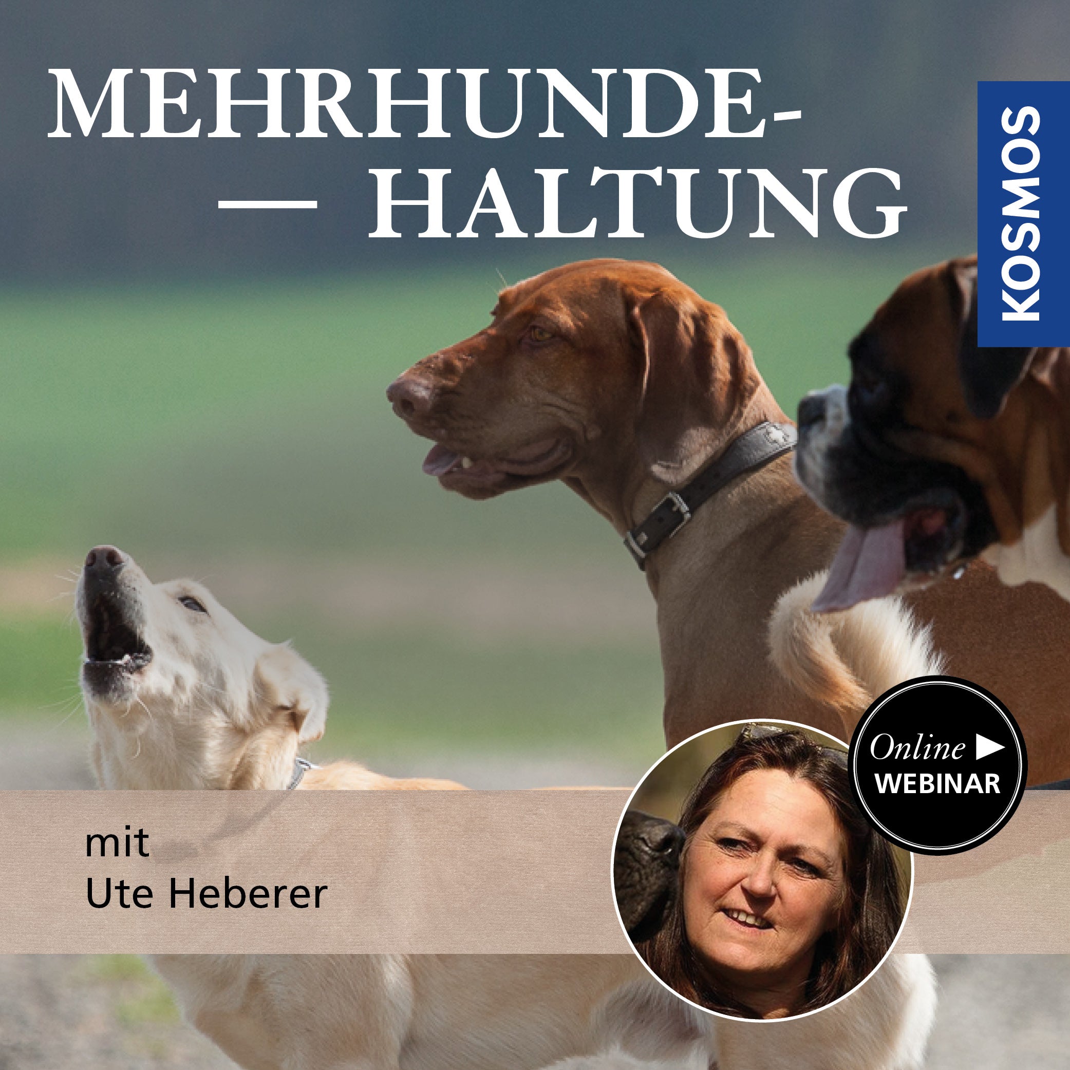 Mehrhundehaltung