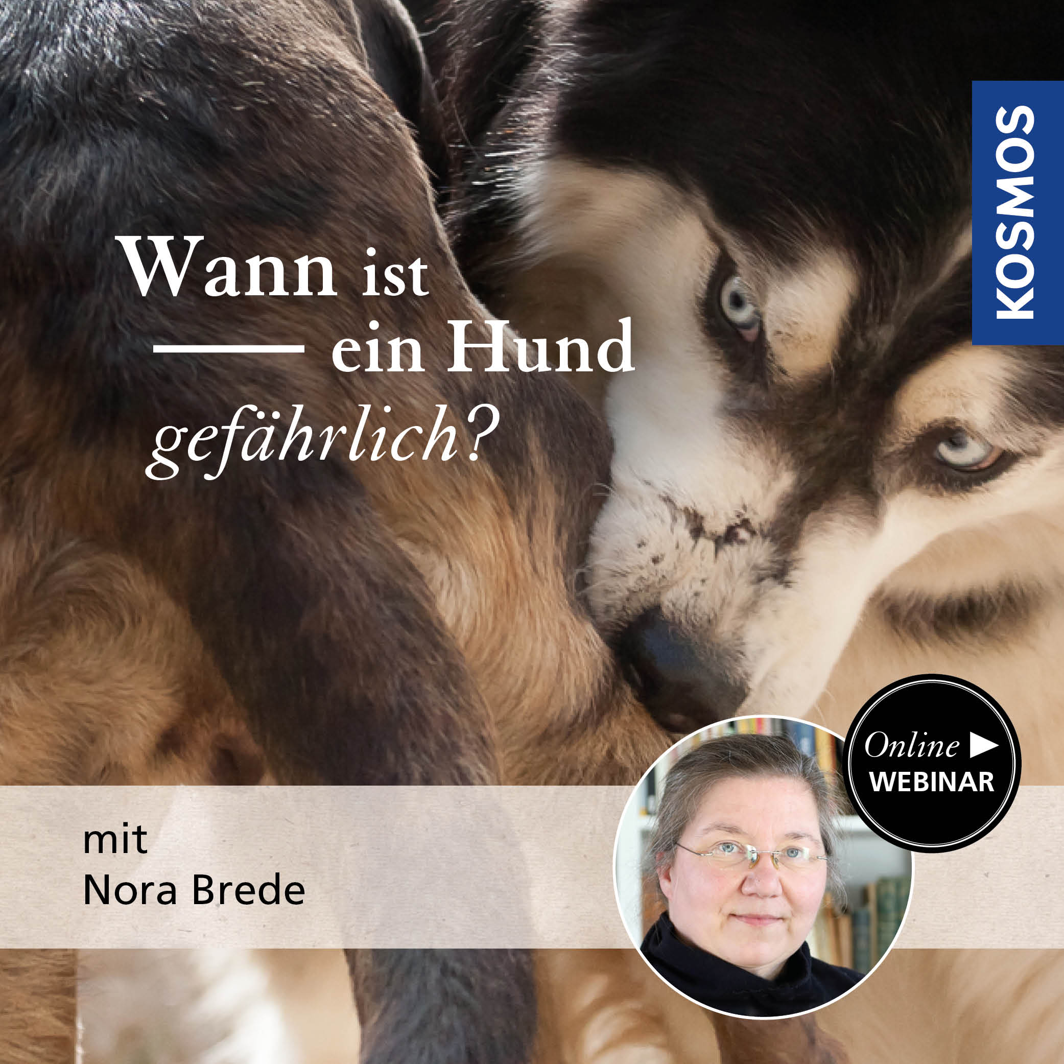 Wann ist ein Hund gefährlich?