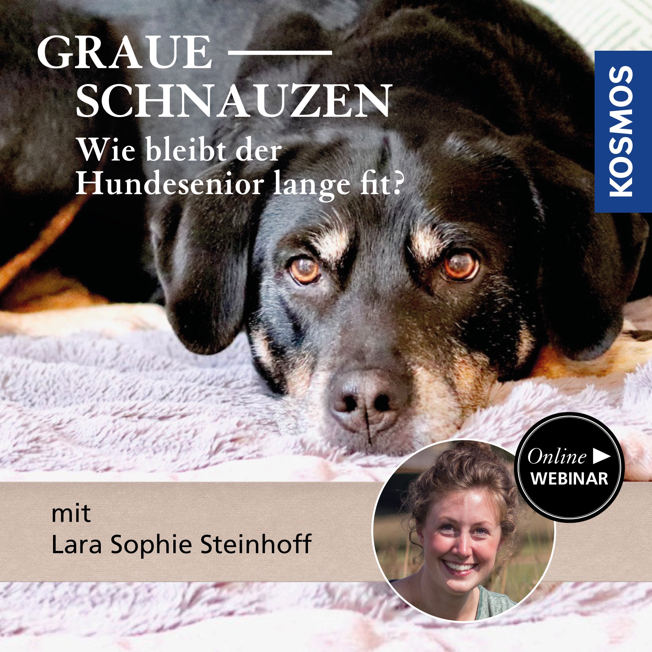 Graue Schnauzen - wie bleibt der Hundesenior lange fit?