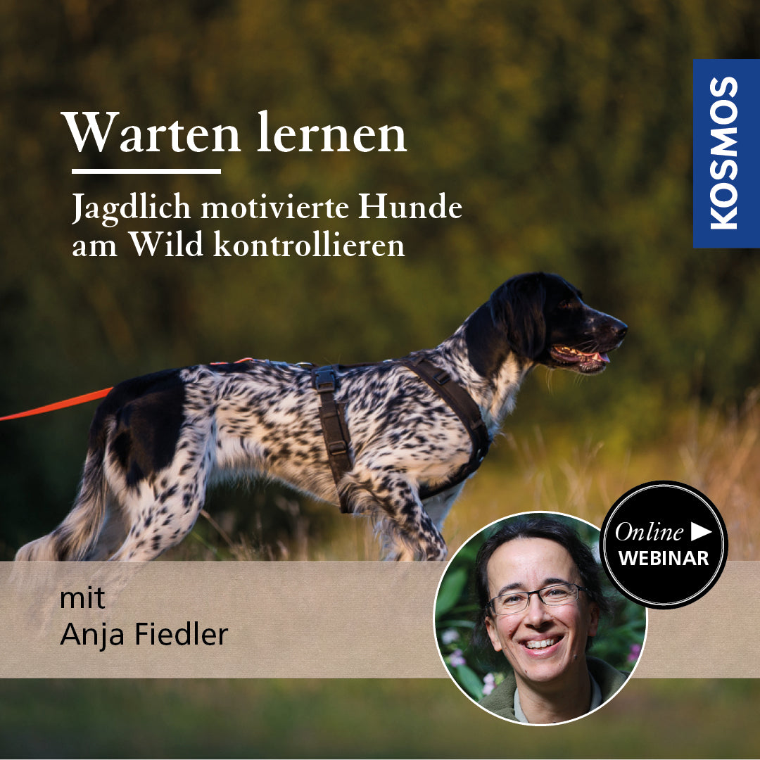 Warten lernen – Jagdlich motivierte Hunde am Wild kontrollieren
