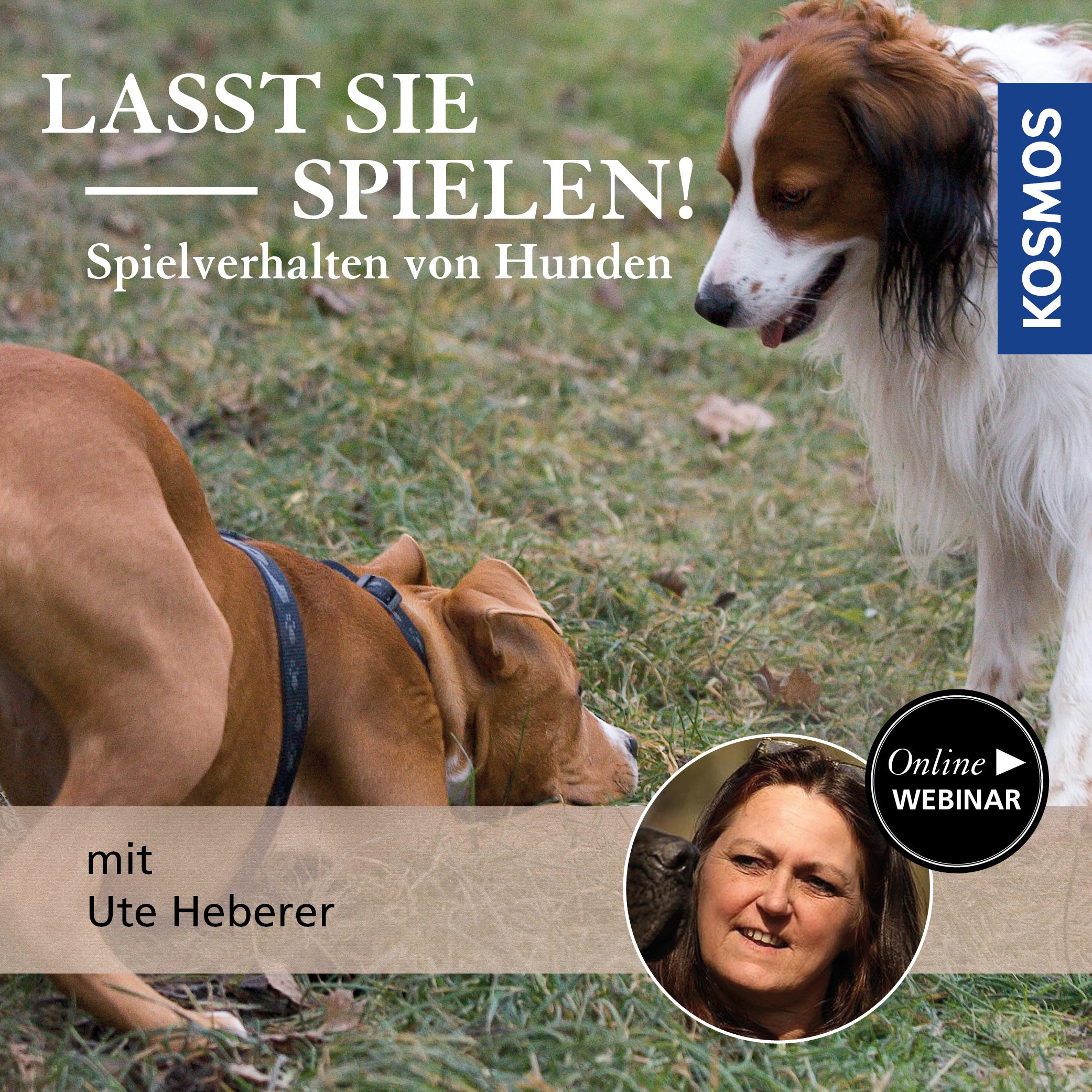 Lasst sie spielen! Spielverhalten von Hunden