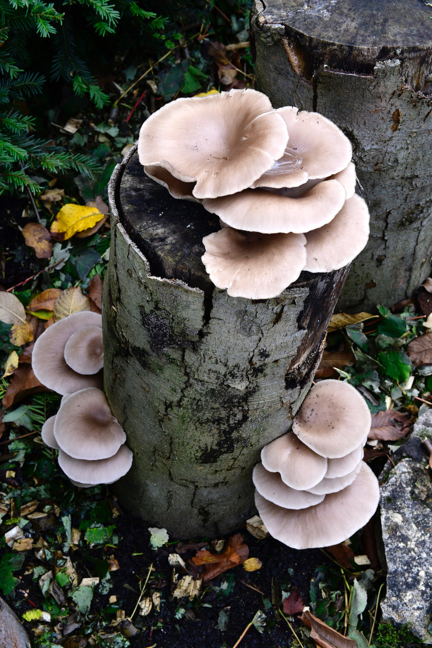 Pilze züchten – Pilze sammeln