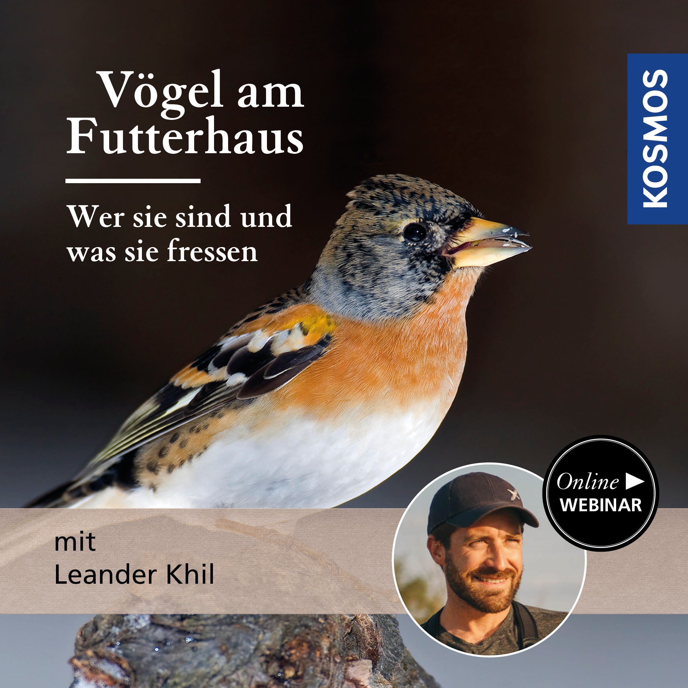 Vögel am Futterhaus – Wer sie sind und was sie fressen.