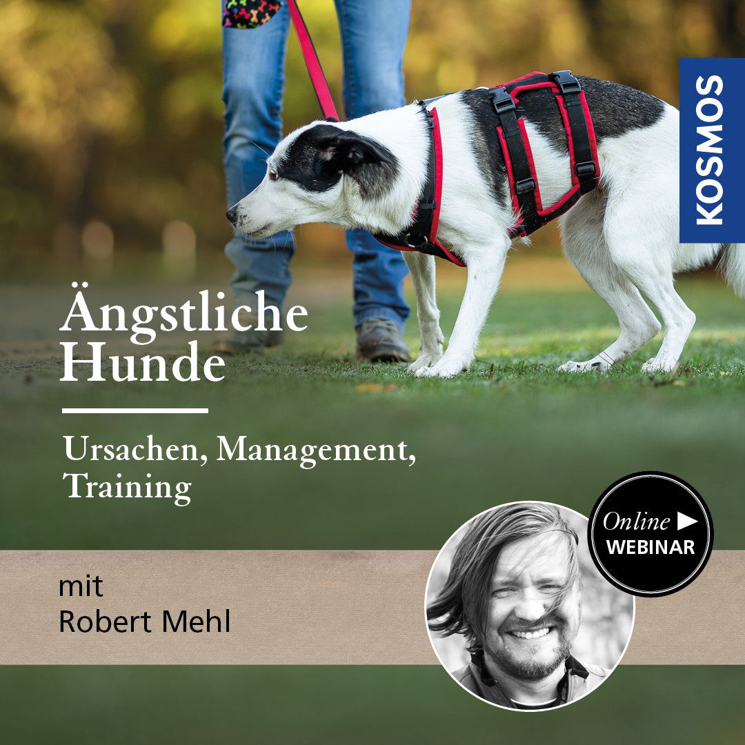 Ängstliche Hunde – Ursachen, Management, Training