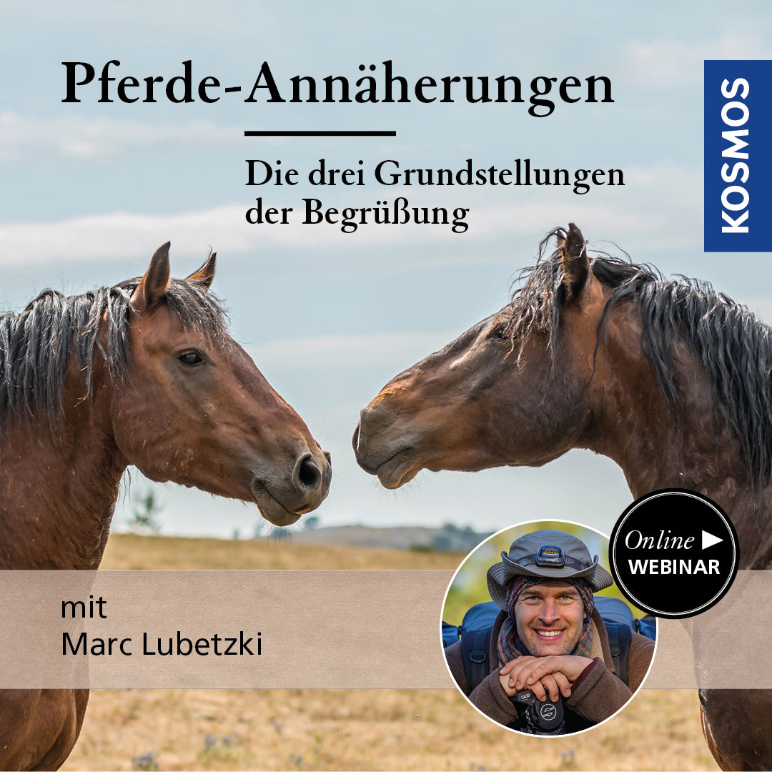 Pferde-Annäherungen: Die drei Grundstellungen der Begrüßung