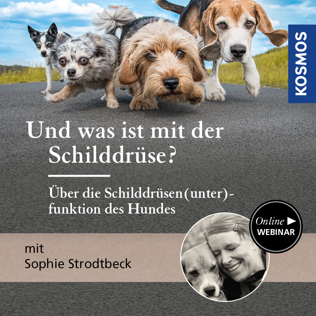 Und was ist mit der Schilddrüse? – Über die Schilddrüsen(unter)funktion des Hundes