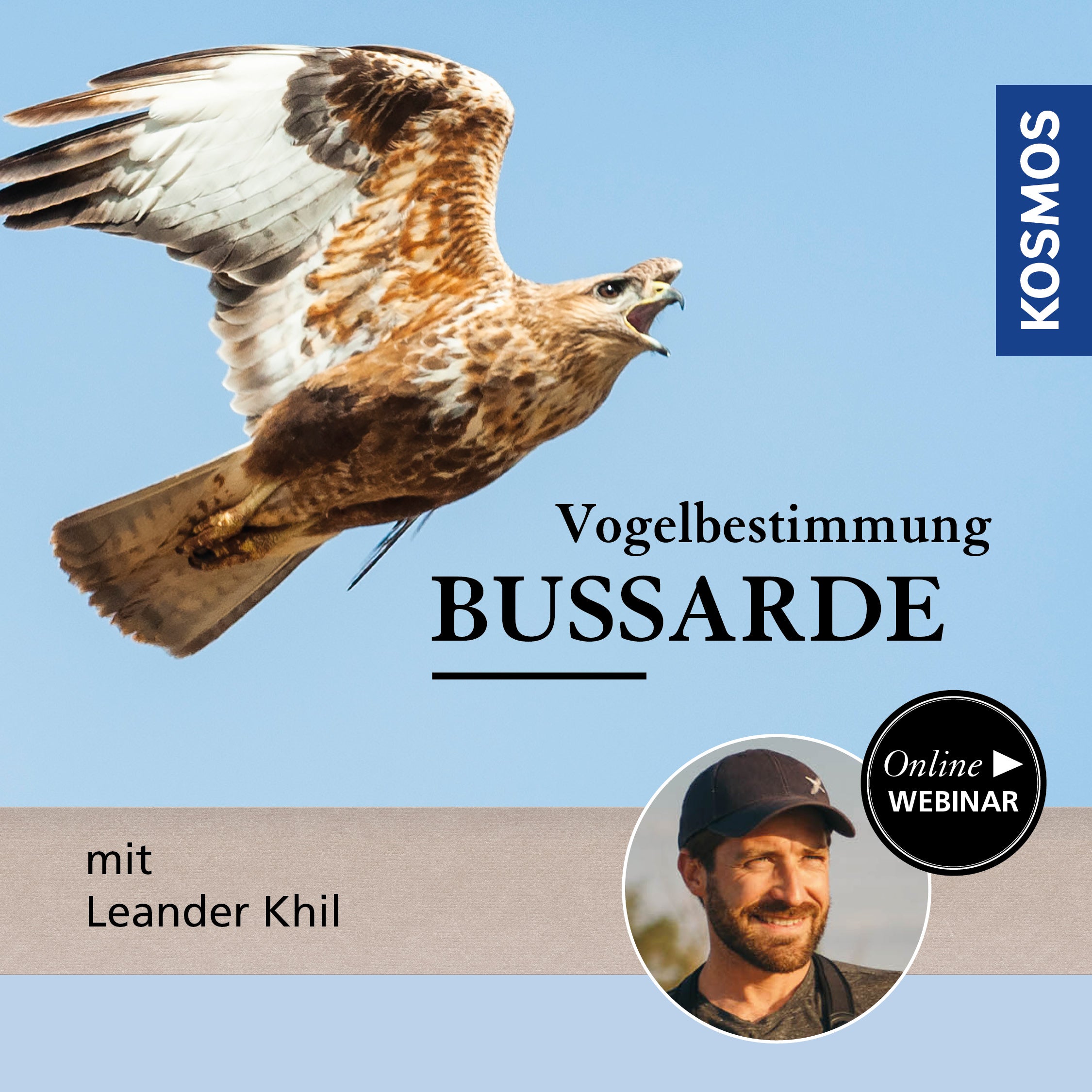 Vogelbestimmung: Bussarde