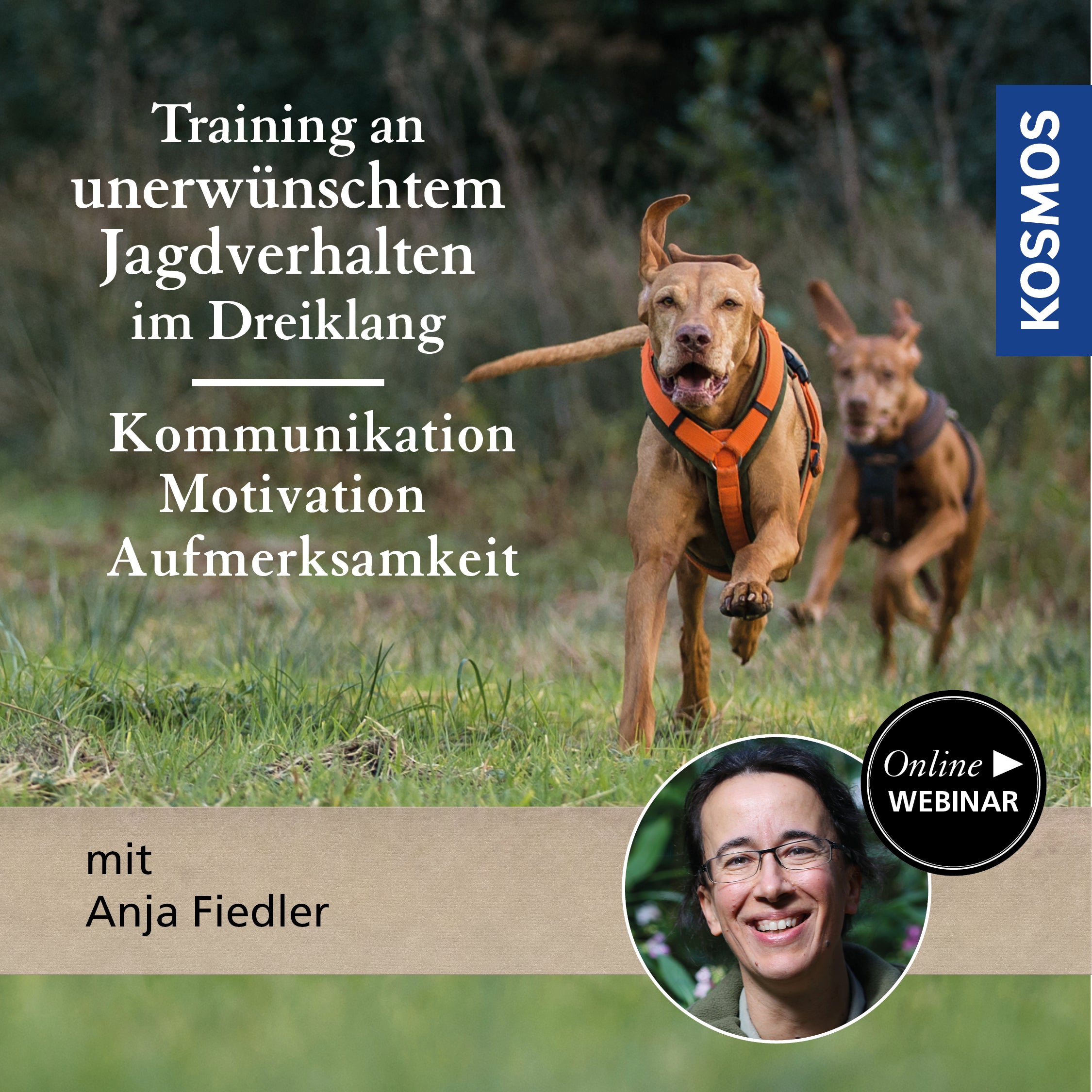 Training an unerwünschtem Jagdverhalten im Dreiklang: Kommunikation, Motivation & Aufmerksamkeit