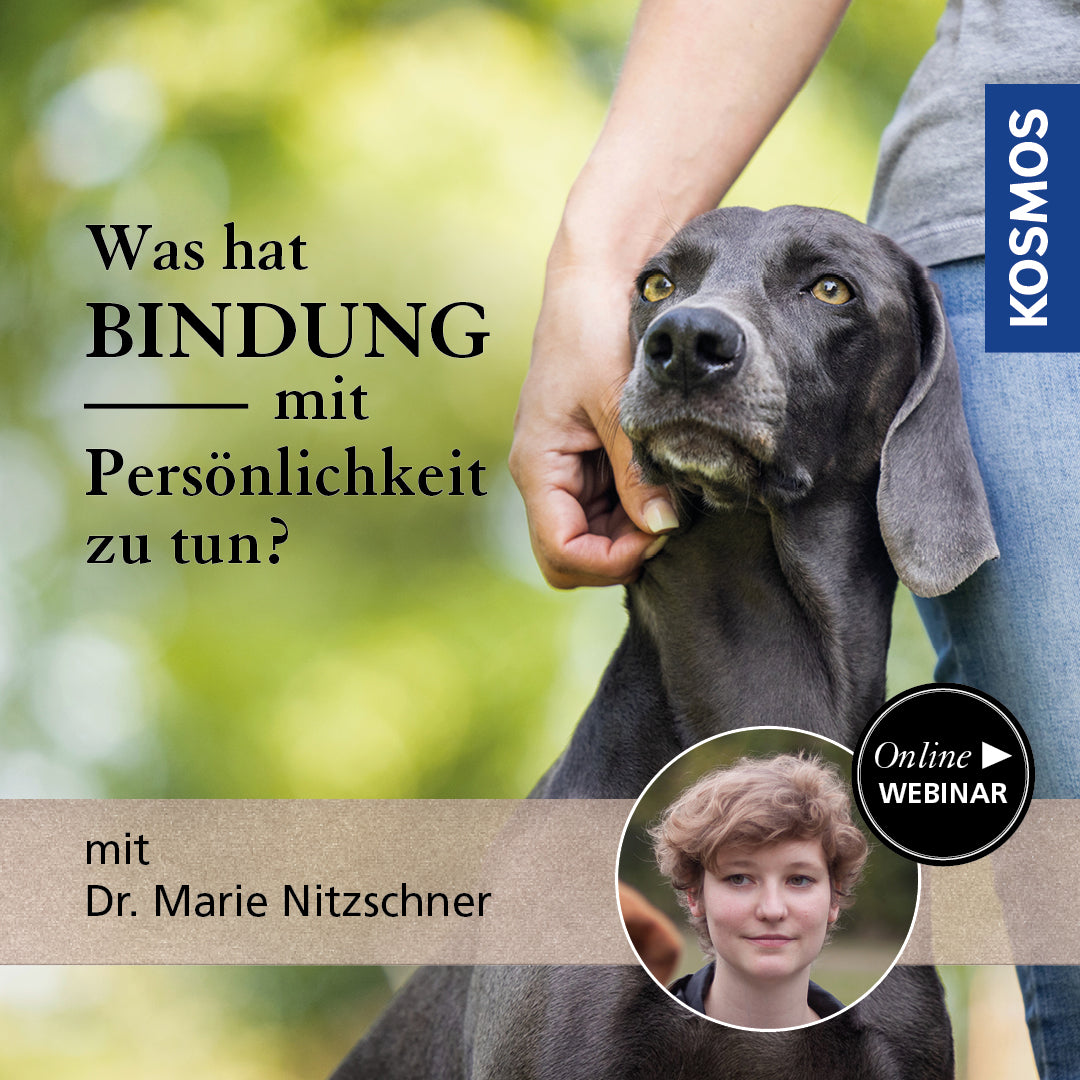 Was hat Bindung mit Persönlichkeit zu tun?