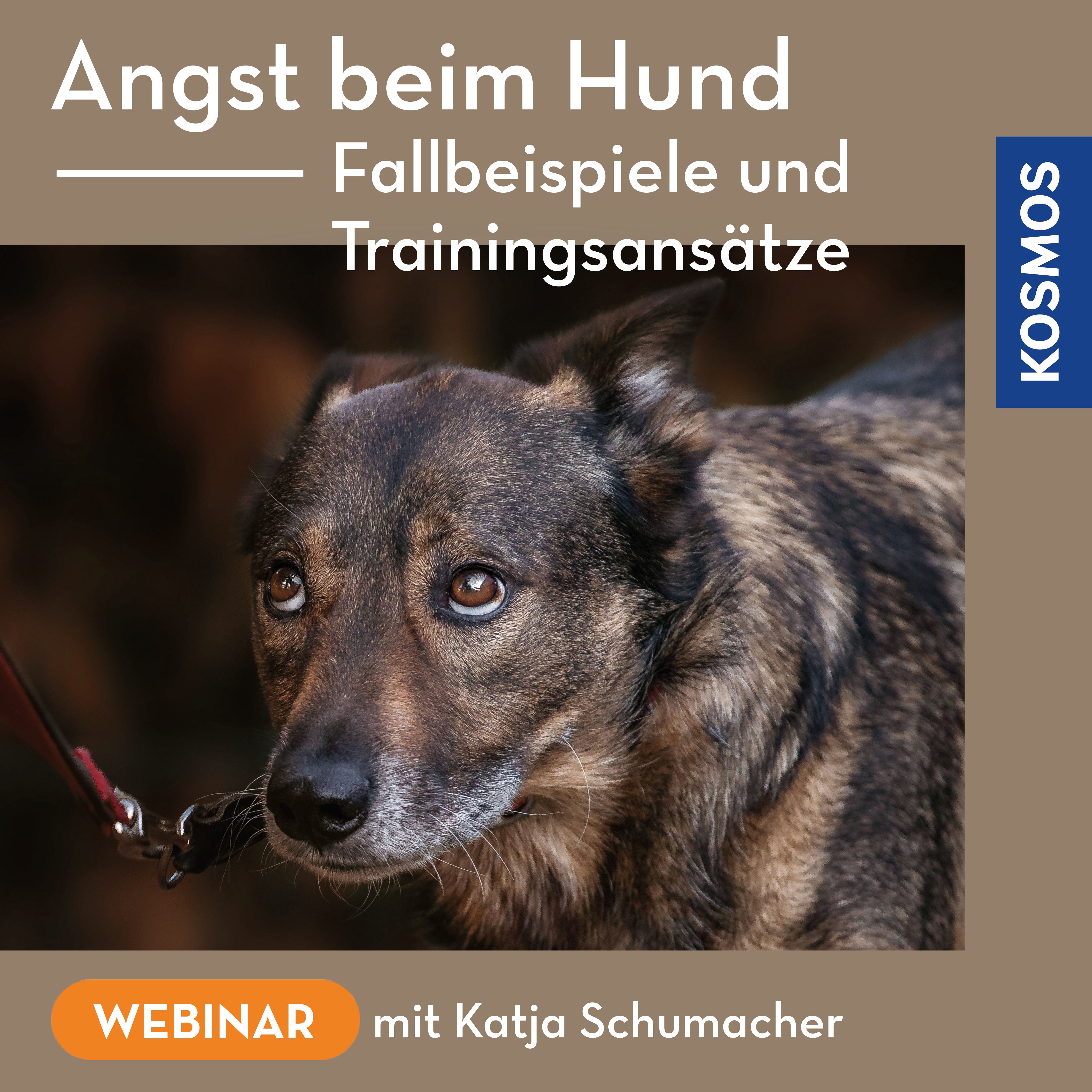Angst beim Hund – Fallbeispiele und Trainingsansätze