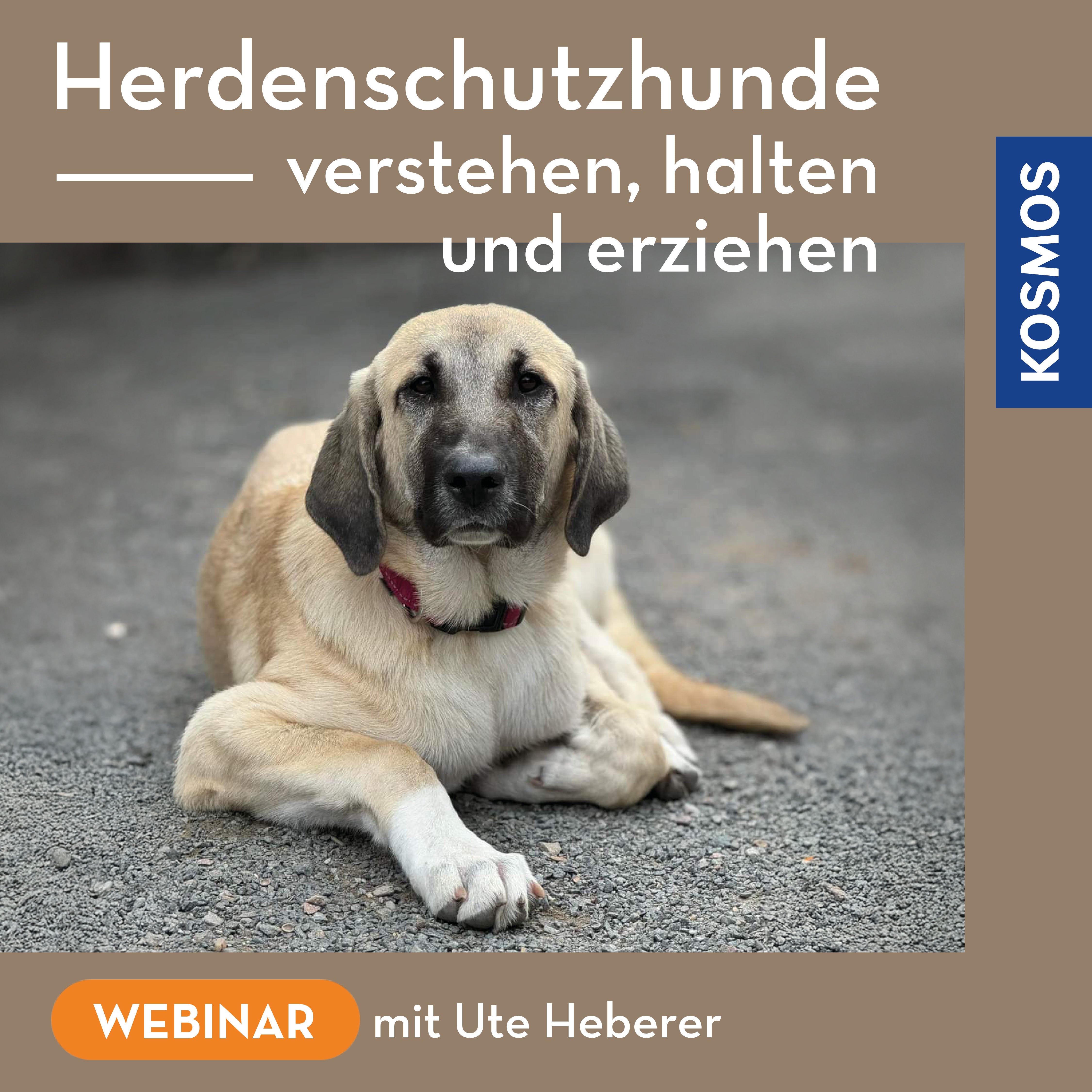 Herdenschutzhunde – verstehen, halten und erziehen