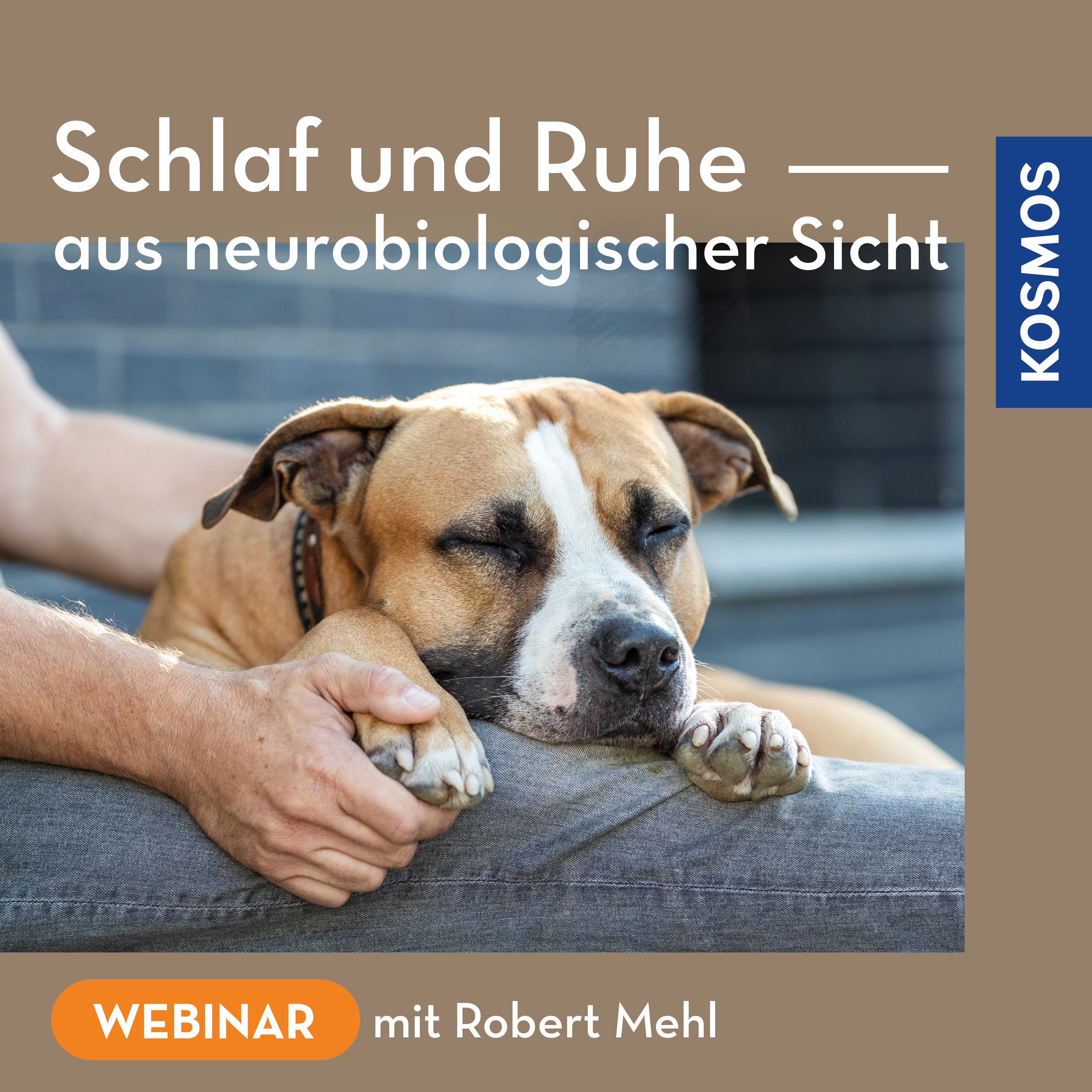 Schlaf und Ruhe aus neurobiologischer Sicht