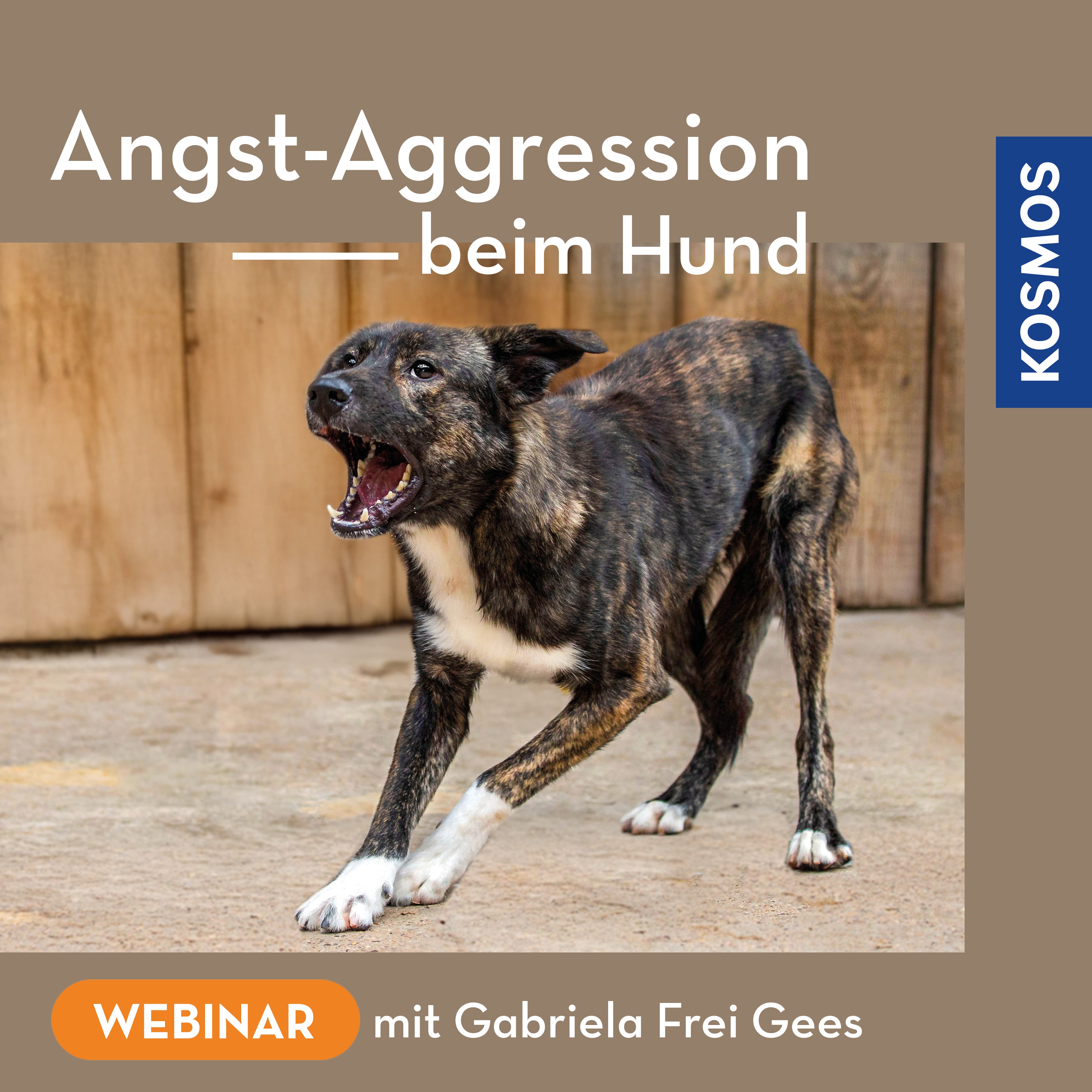 Angst-Aggression beim Hund