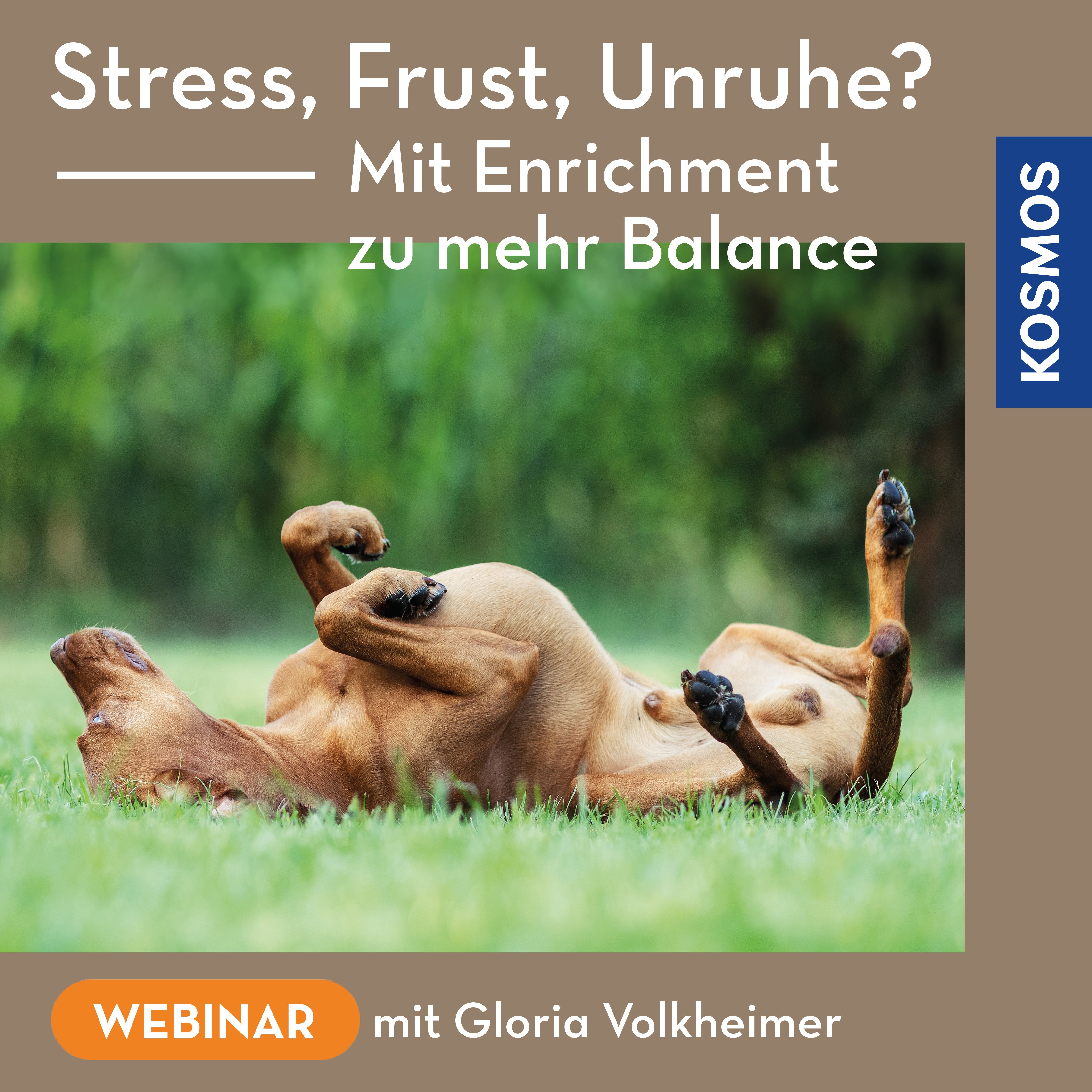 Stress, frustration, restlessness? Find more balance with enrichment
